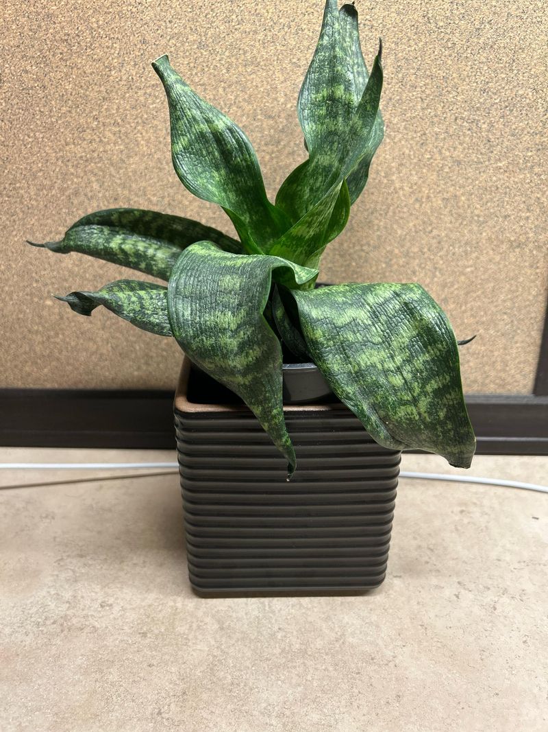 Overwatering During Humid Months