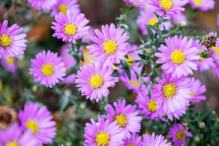 Blossom of bright Aster novi-belgii