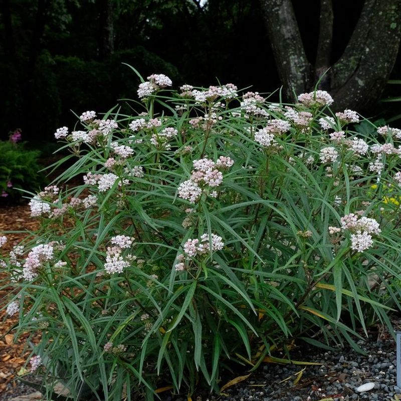 A Native Beauty That Thrives In Dry Conditions