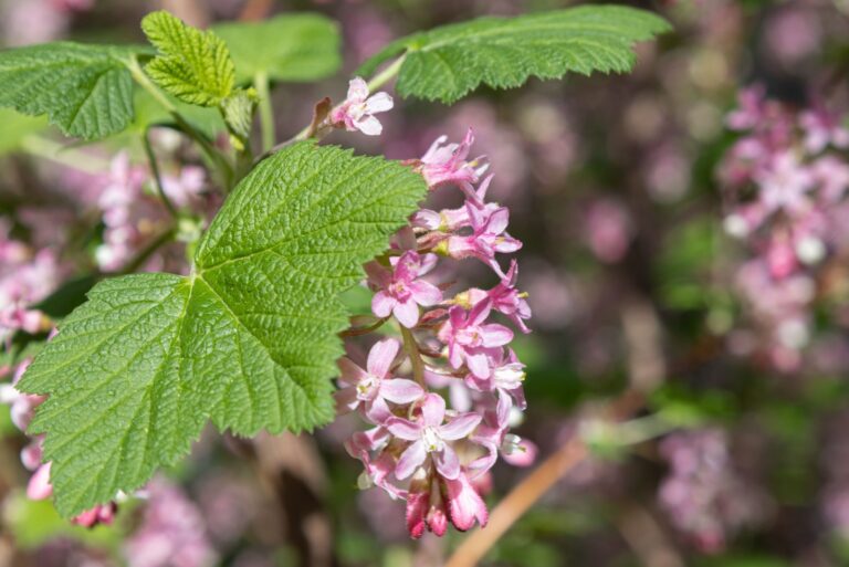 Pink-flowering currant