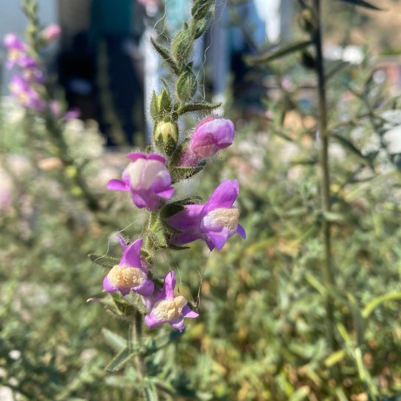 Hummingbirds Can't Resist Those Tubular Blooms