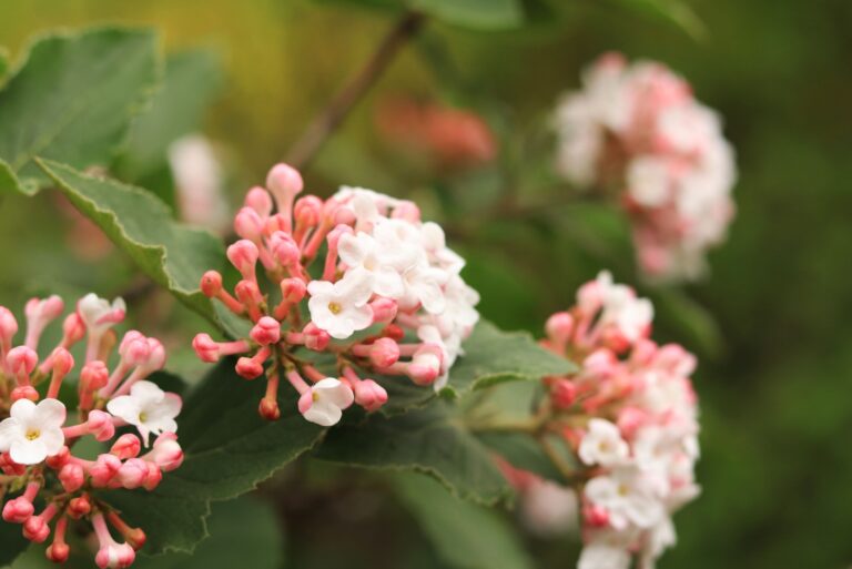 Korean spicy viburnum
