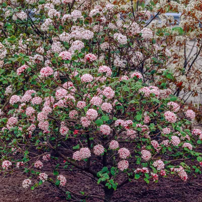 Fragrance That Fills Your Entire Garden