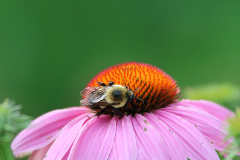 close up of bumblebee feeding on a purple coneflower
