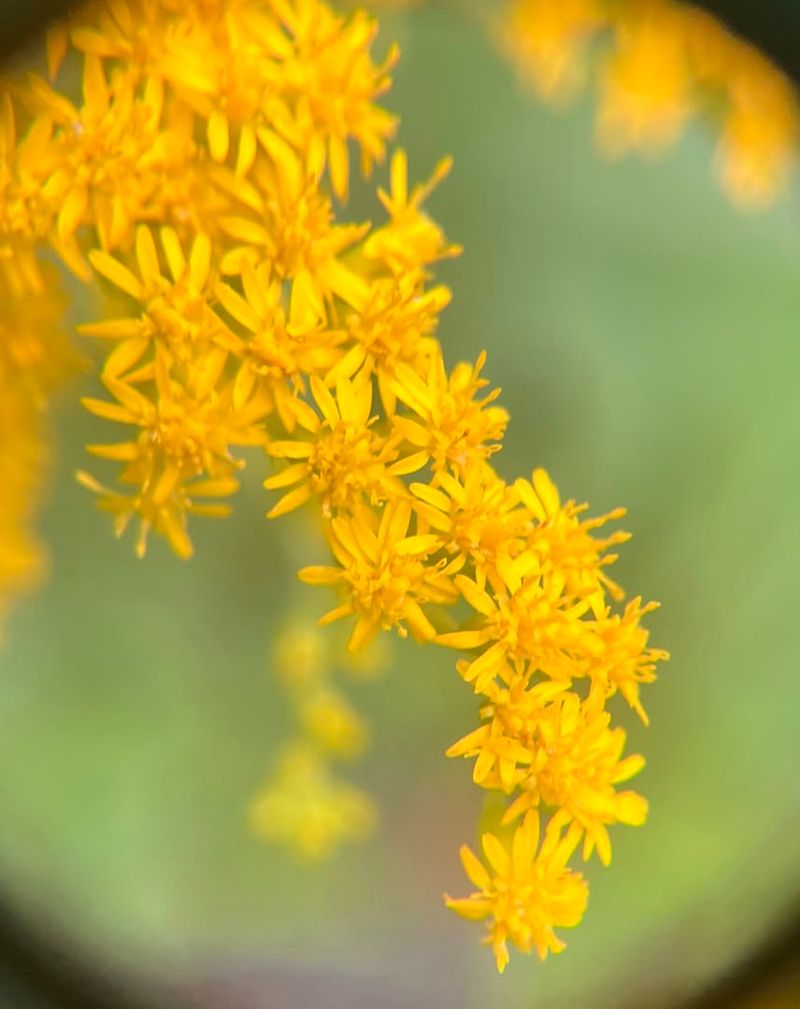 Bright Yellow Blooms Arrive Late In Summer