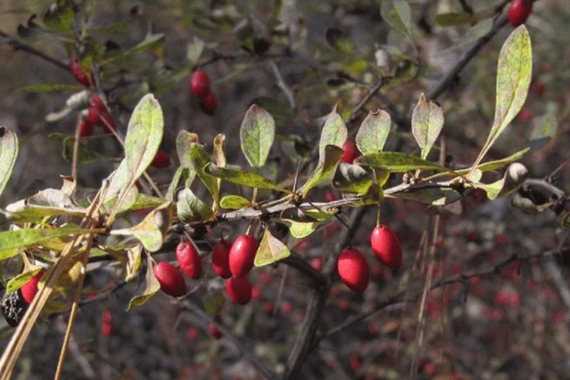 Dense Foliage Provides Hiding Spots