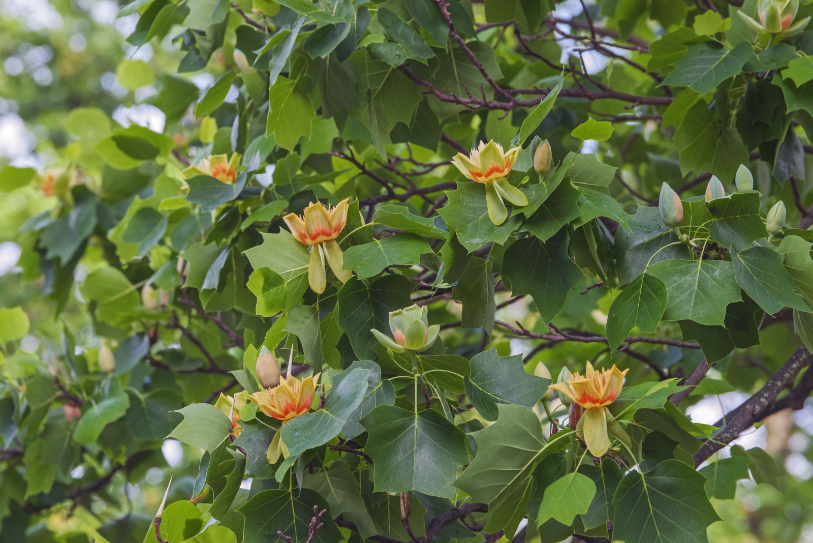 The One Mississippi Tree That Attracts Every Bee And Bird Each October
