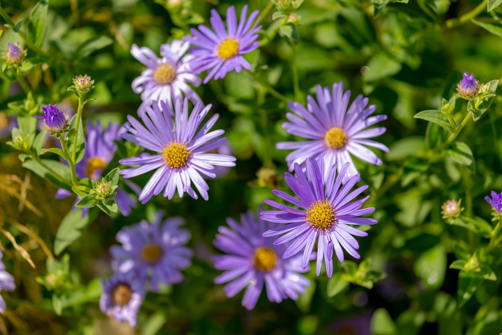 douglas aster