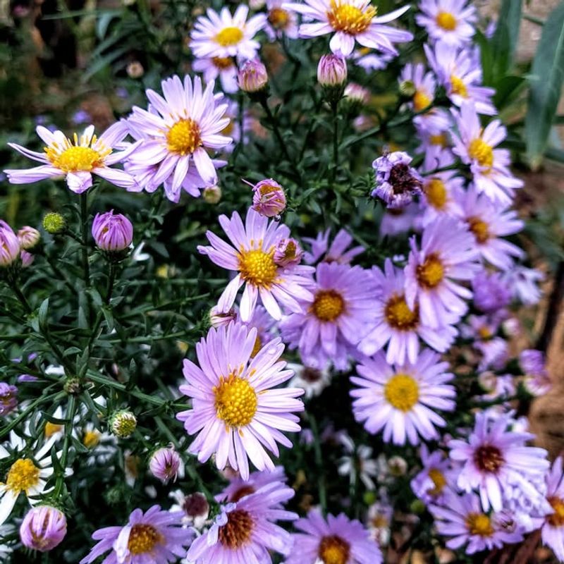 A Late-Season Bloomer That Saves The Day