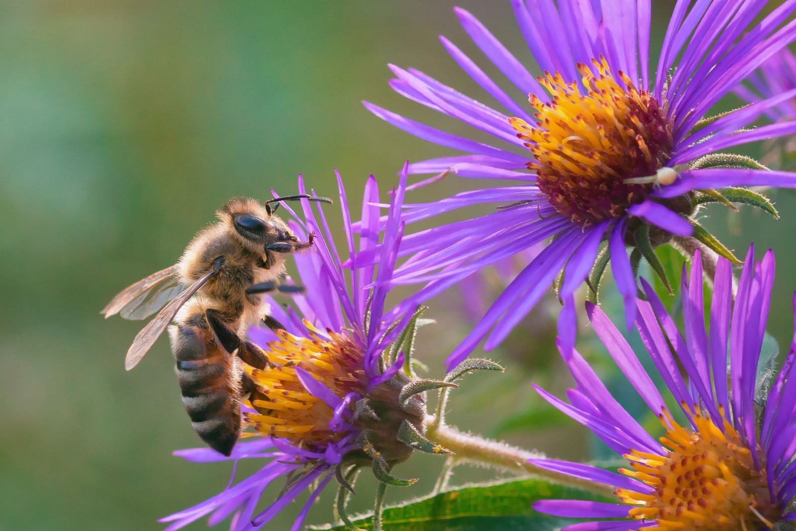 honey bee feeding on purple New England Aster wildflowers