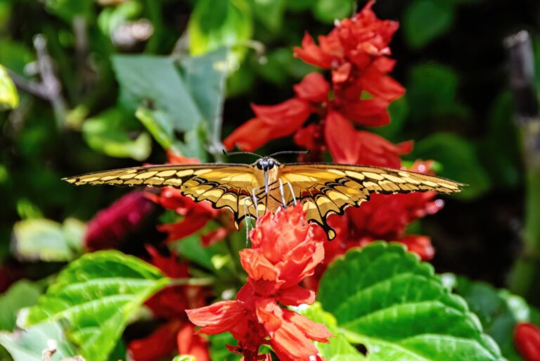 swallowtail butterfly on scarlet sage flower