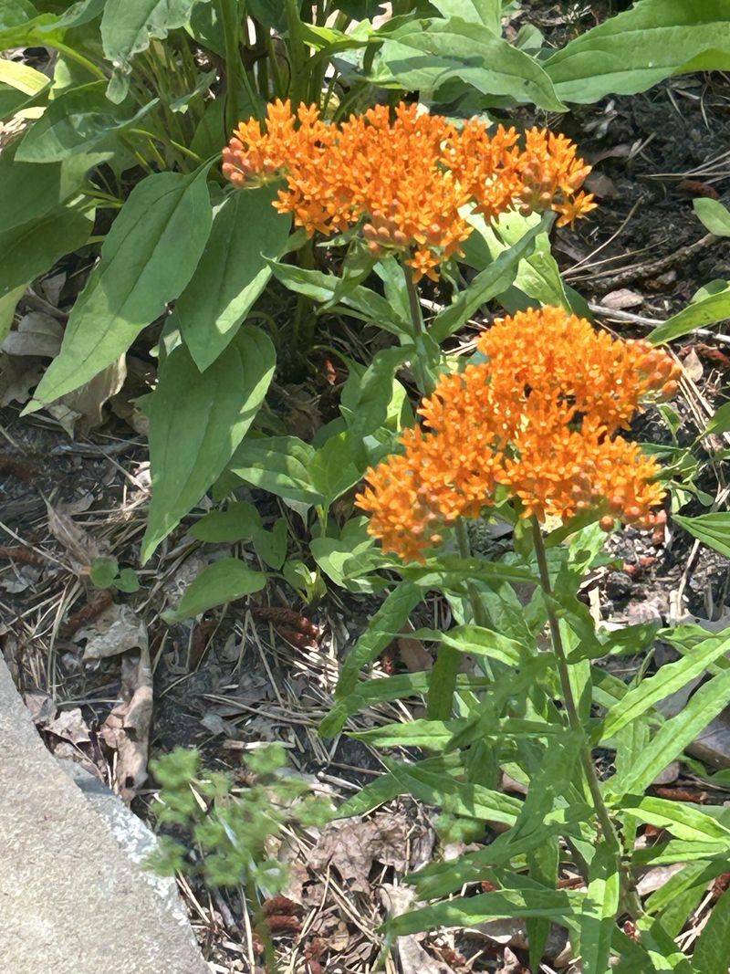 Native To Tennessee And Thrives Naturally
