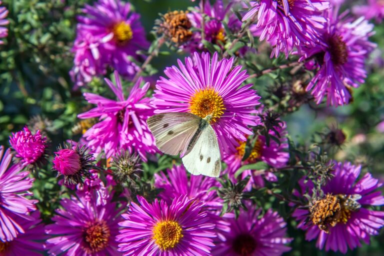 White butterfly on pink flowers of asters