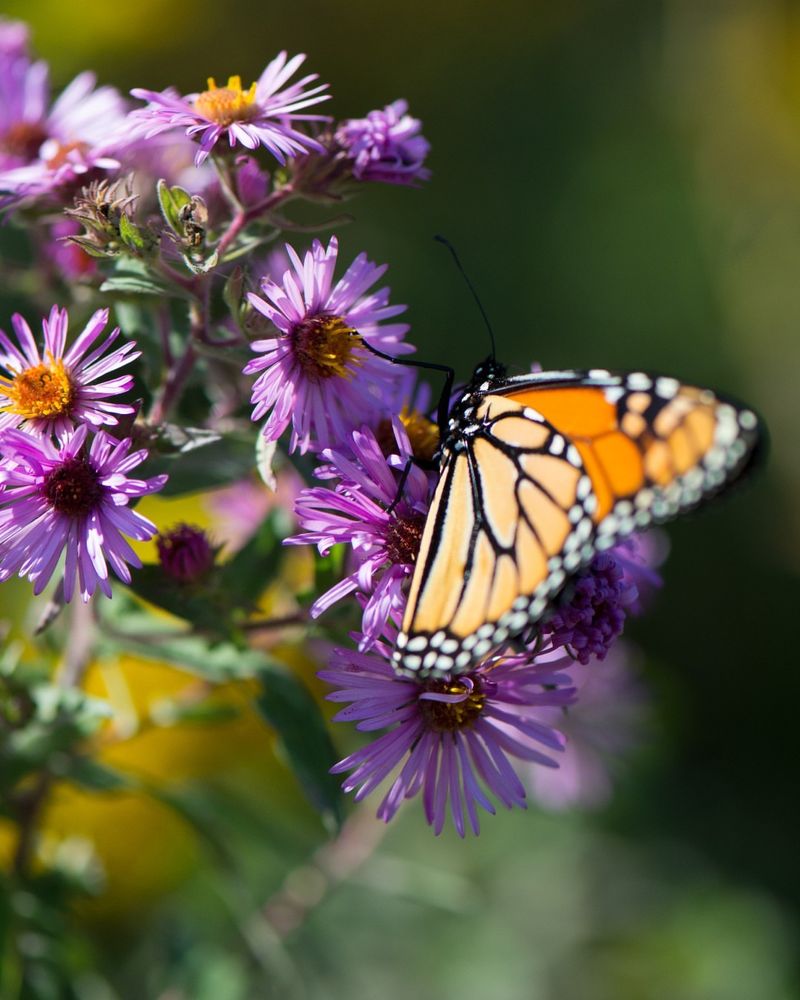 Asters Bloom Late When Butterflies Need Them Most
