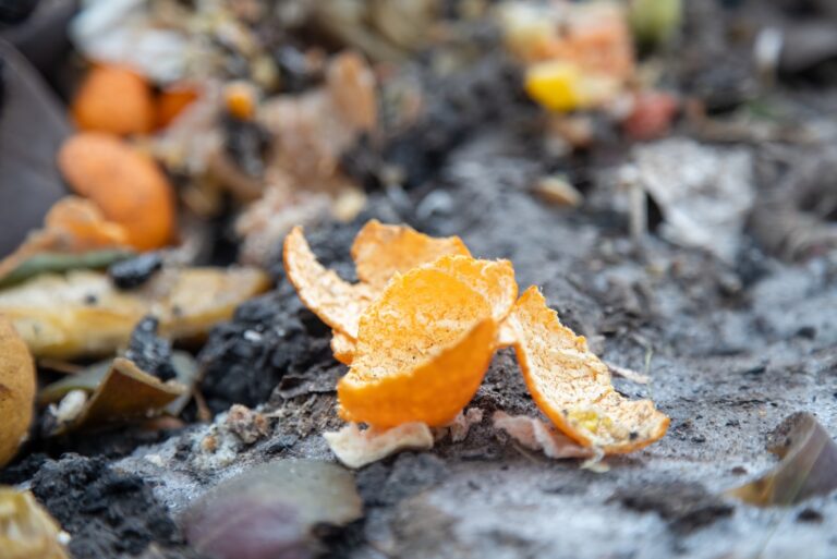 citrus peels (featured image)