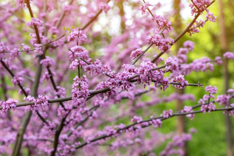 American Eastern Redbud Tree