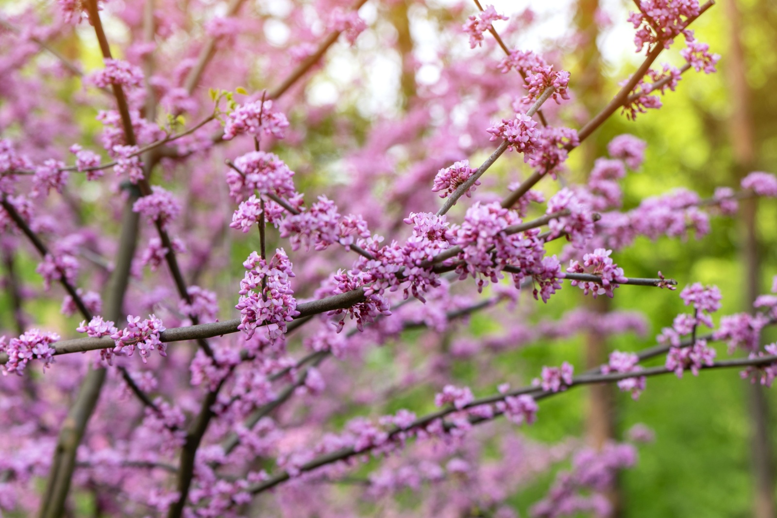 The One Tree That Becomes A Pollinator Magnet Across New York Each Fall