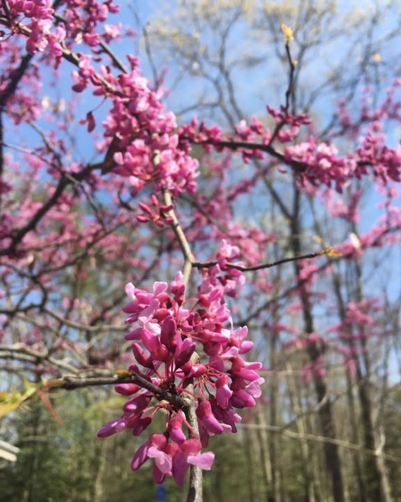 Late-Season Seed Pods Provide Essential Protein