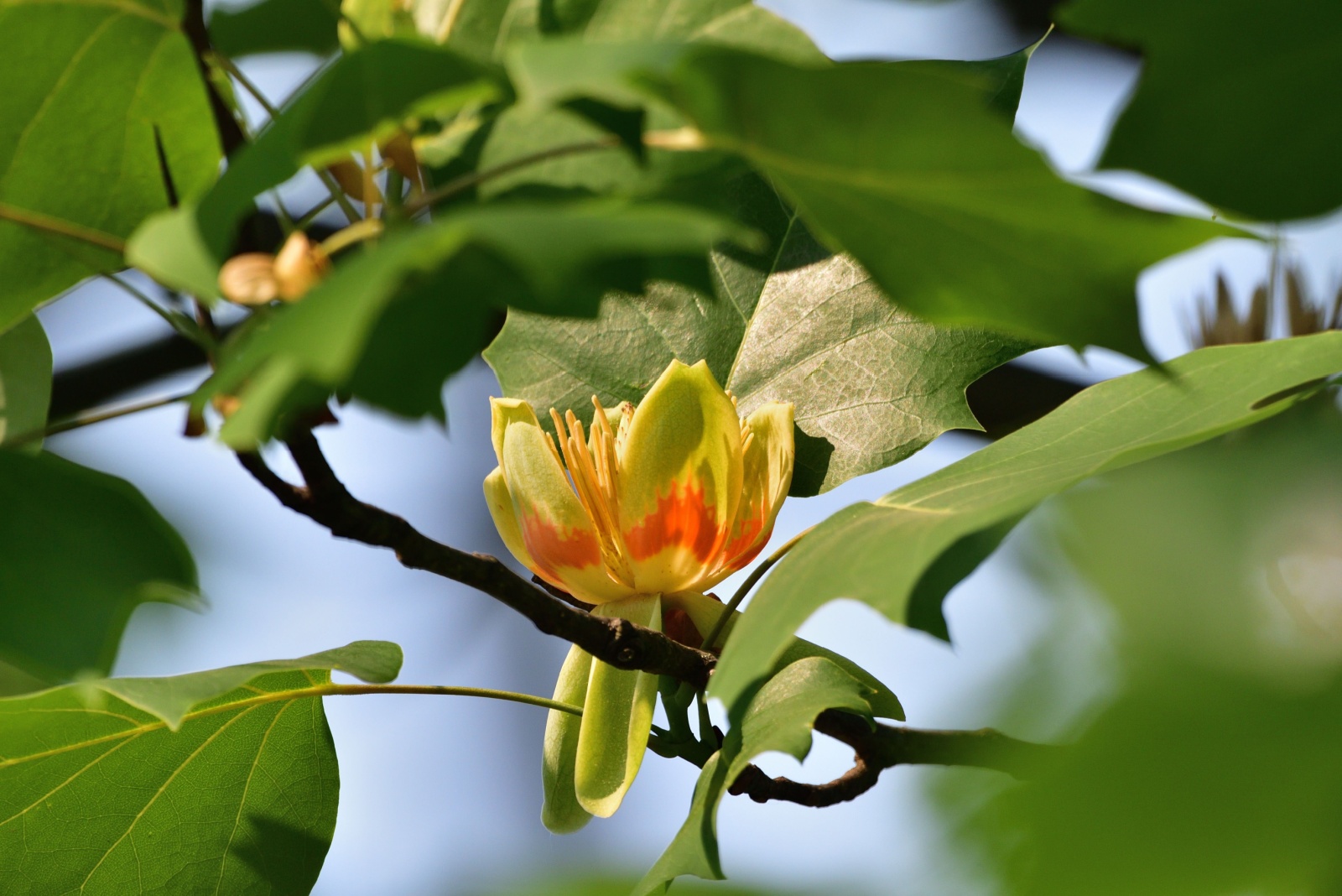 The One Tree That Turns Into A Pollinator Magnet Every Fall In Colorado