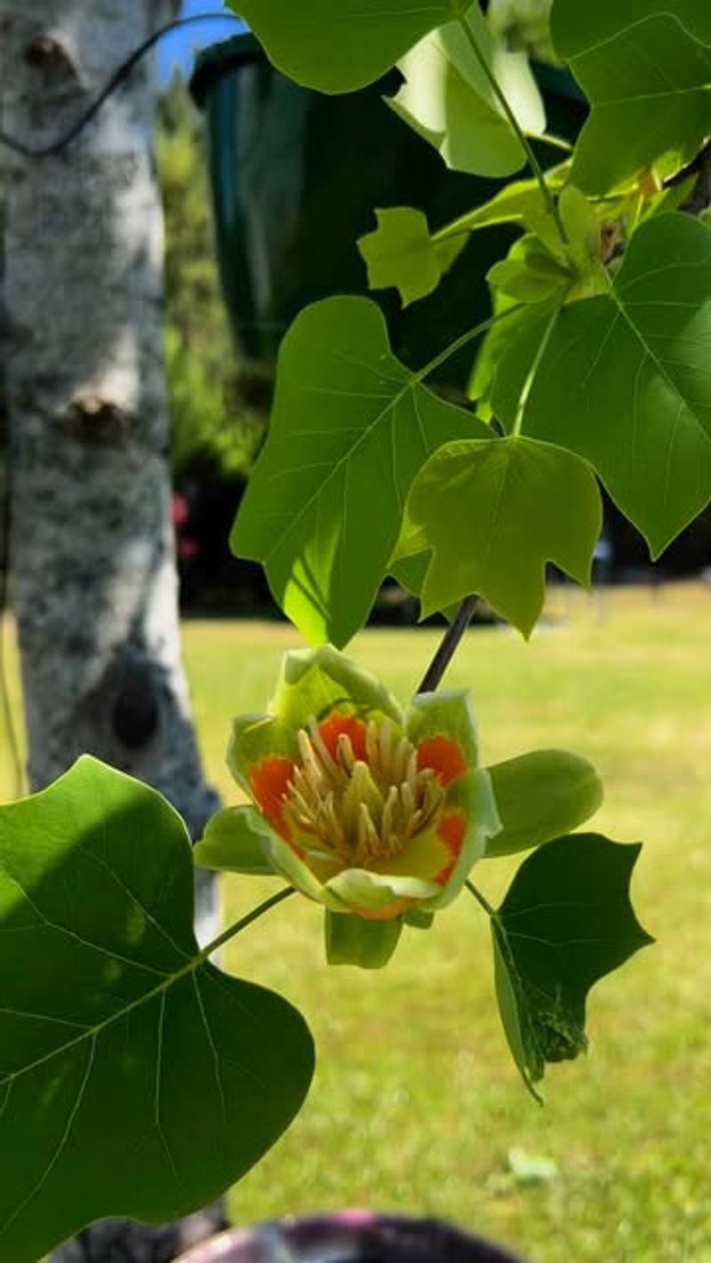 Late-Season Nectar Production Keeps Pollinators Fed