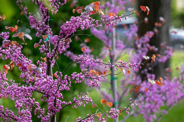 Young Eastern Redbud trees