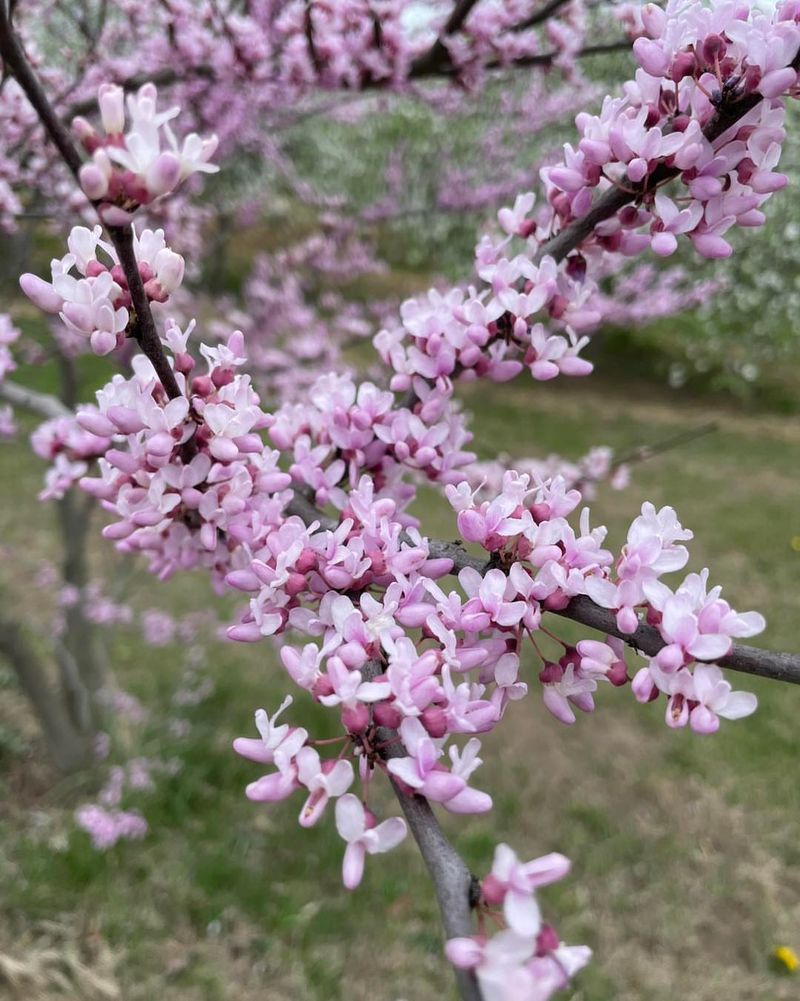 Late-Season Nectar Sources Become Scarce