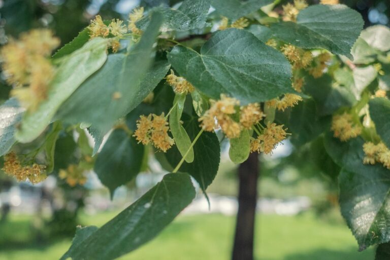 Blossoming American basswood