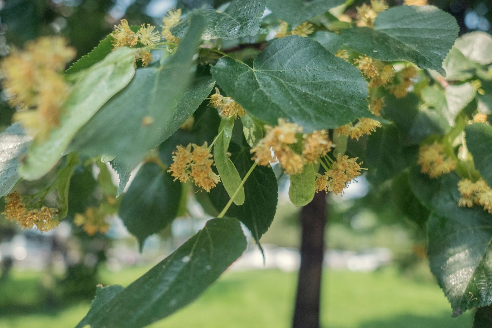 The One Tree That Turns Into A Pollinator Magnet In Wisconsin Every Fall