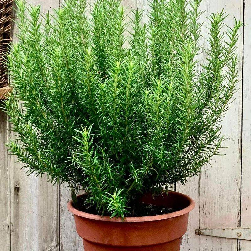 Container Growing: A Florida Gardener's Best Friend