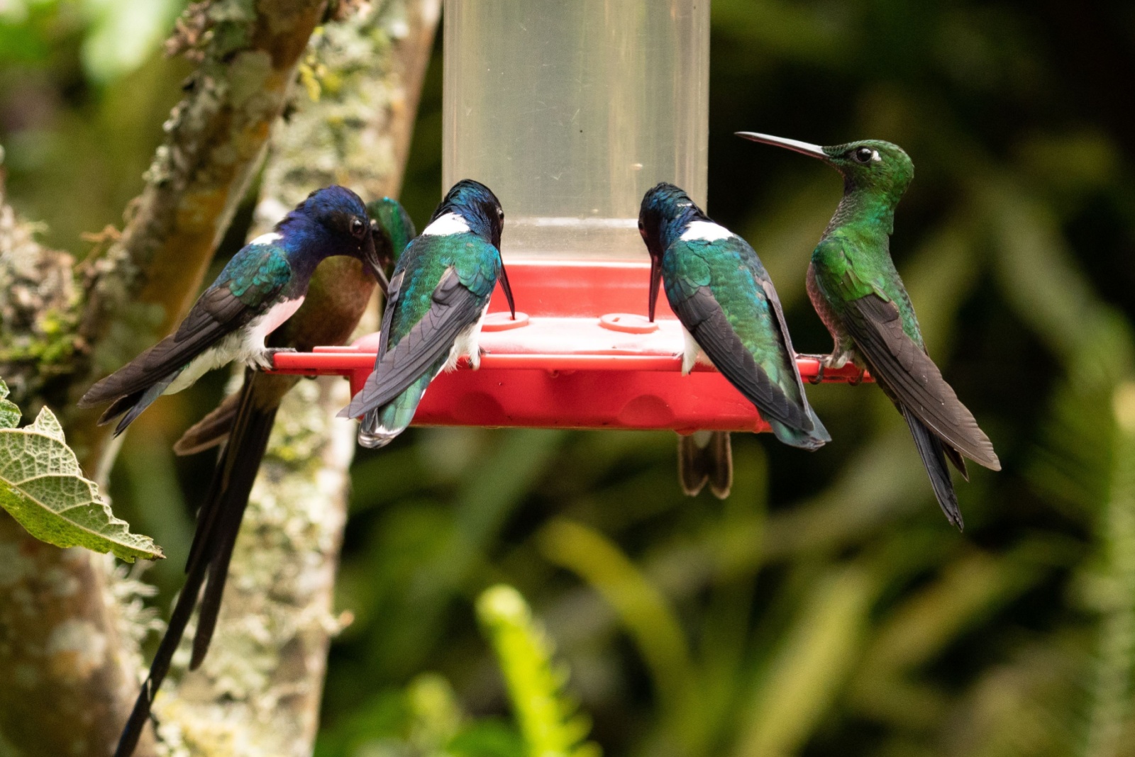 The Perfect Time To Remove Hummingbird Feeders In Colorado
