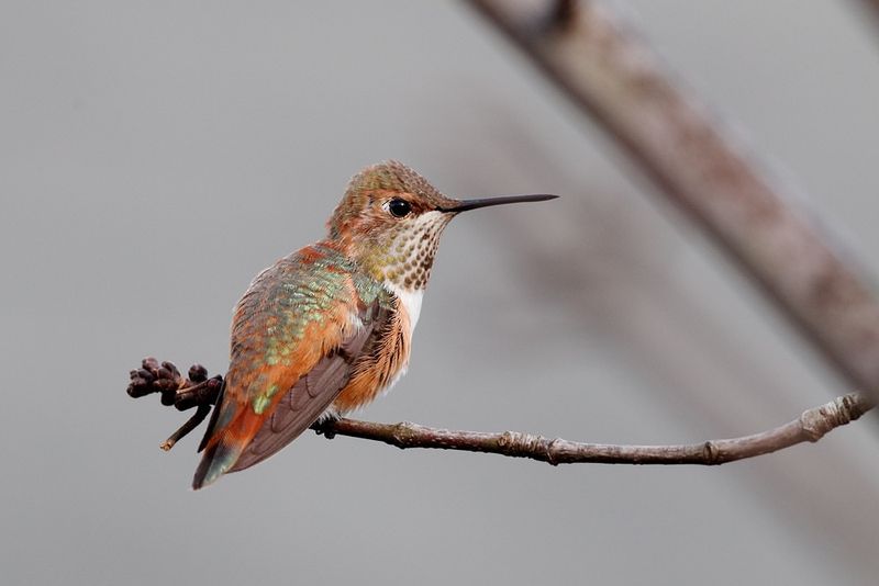 Wait Until Mid-October Before Removing Feeders