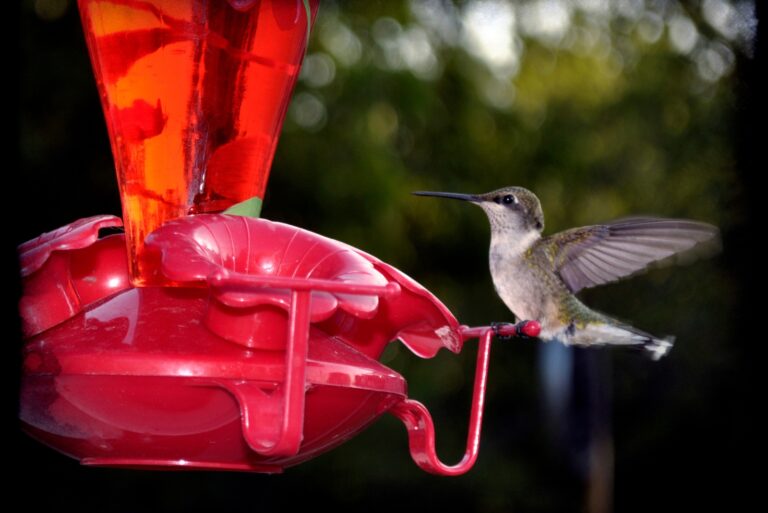 hummingbird feeder