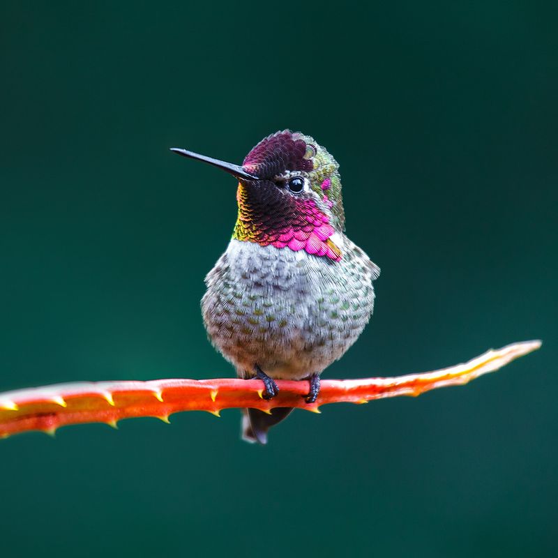 California Hummingbirds Stay Year-Round