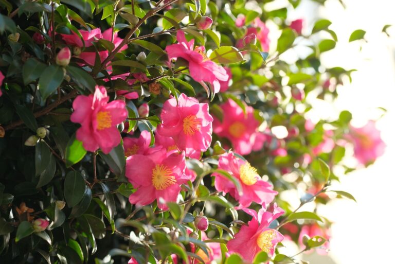 pink sasanqua flower in full bloom