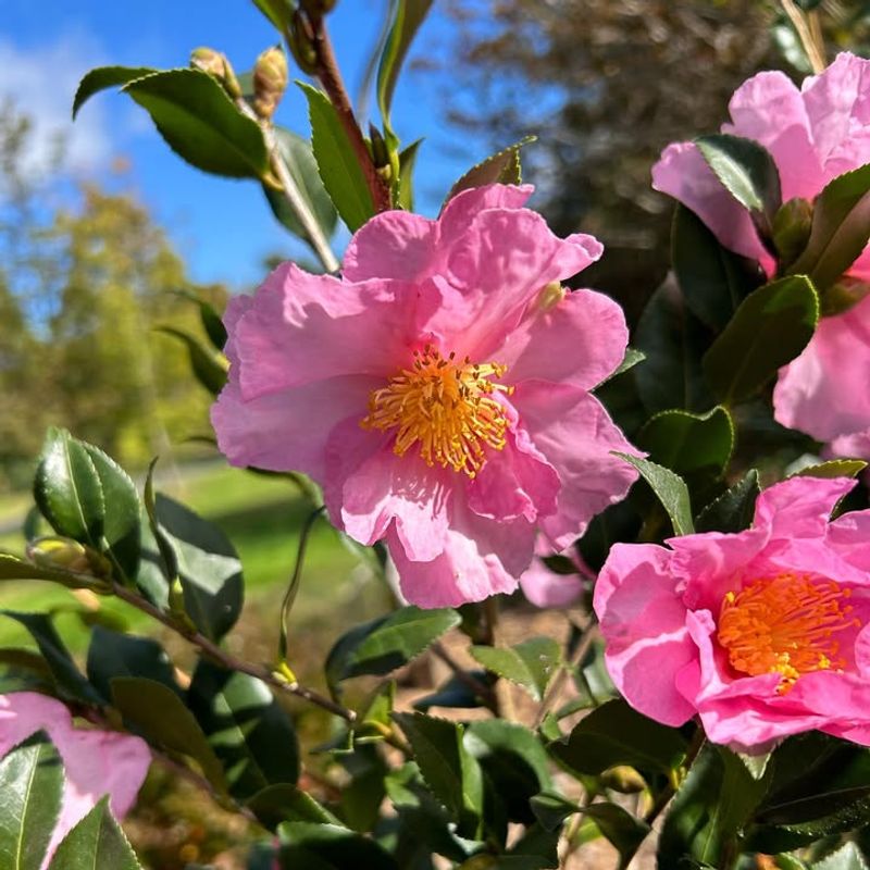 Fall Blooming Beauty That Defies The Season
