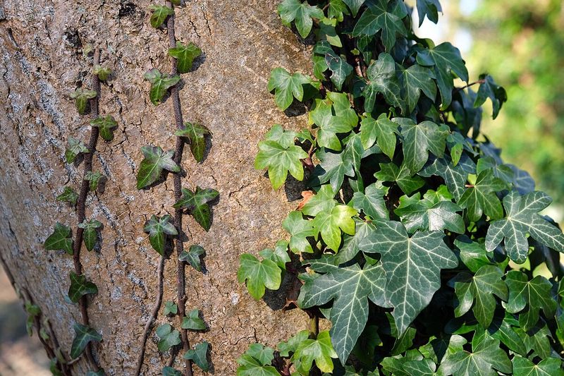 Oregon's Climate Makes Ivy Grow Out Of Control