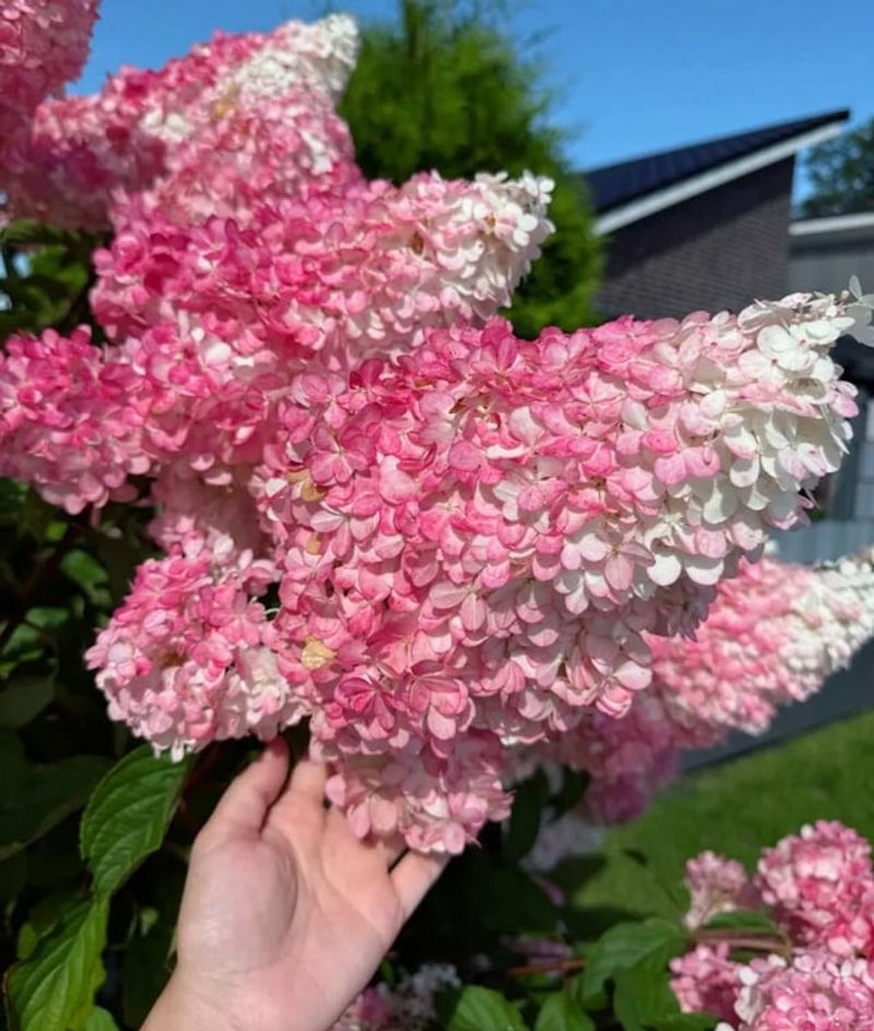 Spring Blooms Won't Be as Spectacular