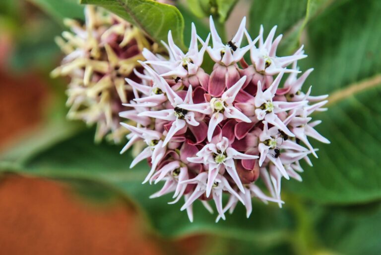 Showy Milkweed