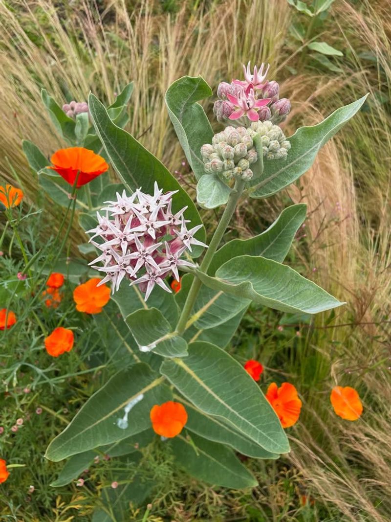 Native To Western North America