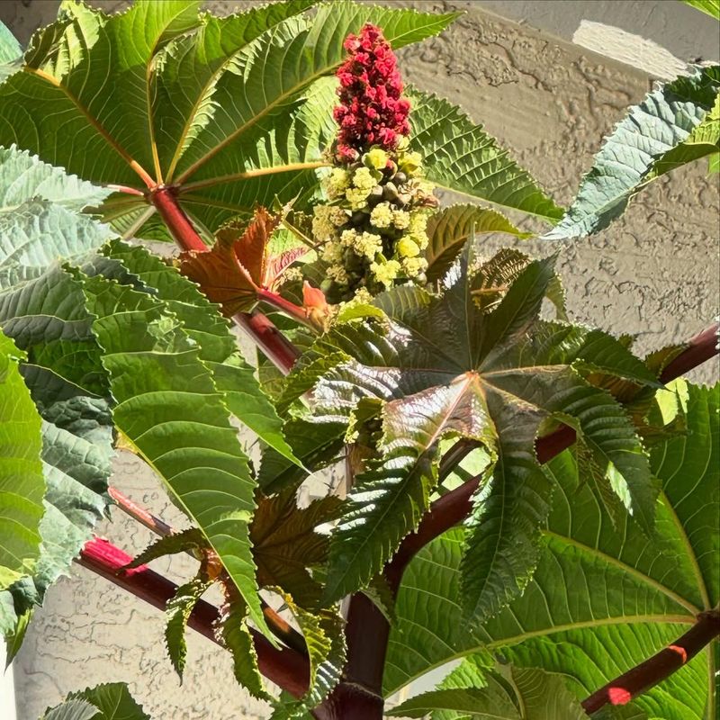 Castor Bean Plant: Deadly Seeds Hidden In Plain Sight