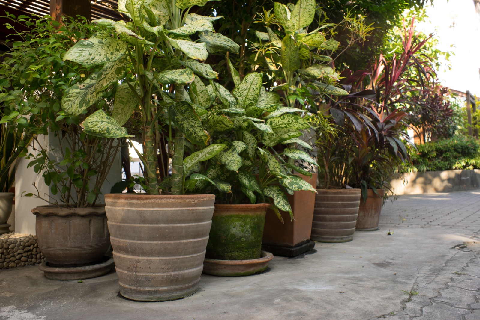 tropical and natural flower pot