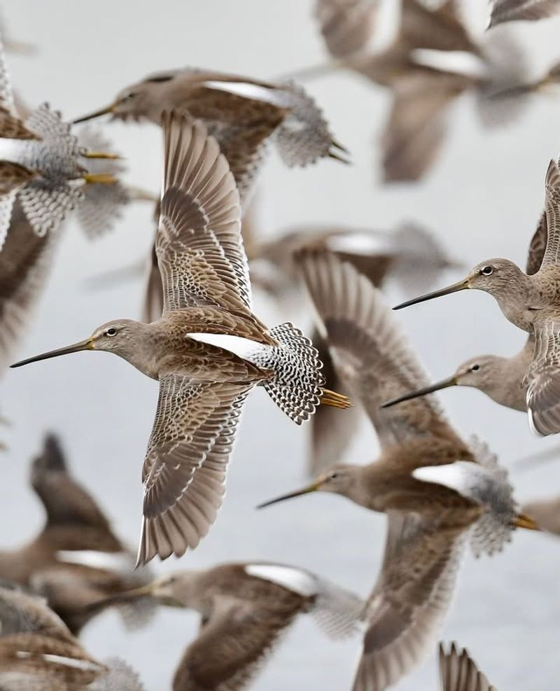 Watch For Migration Patterns In Late October