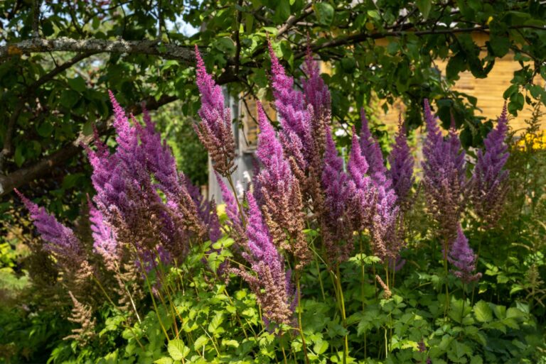 blooming astilbe in the fall