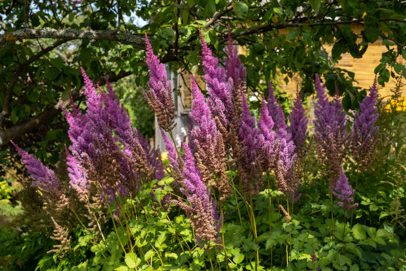 The Right Way To Care For Astilbe This Fall In Michigan