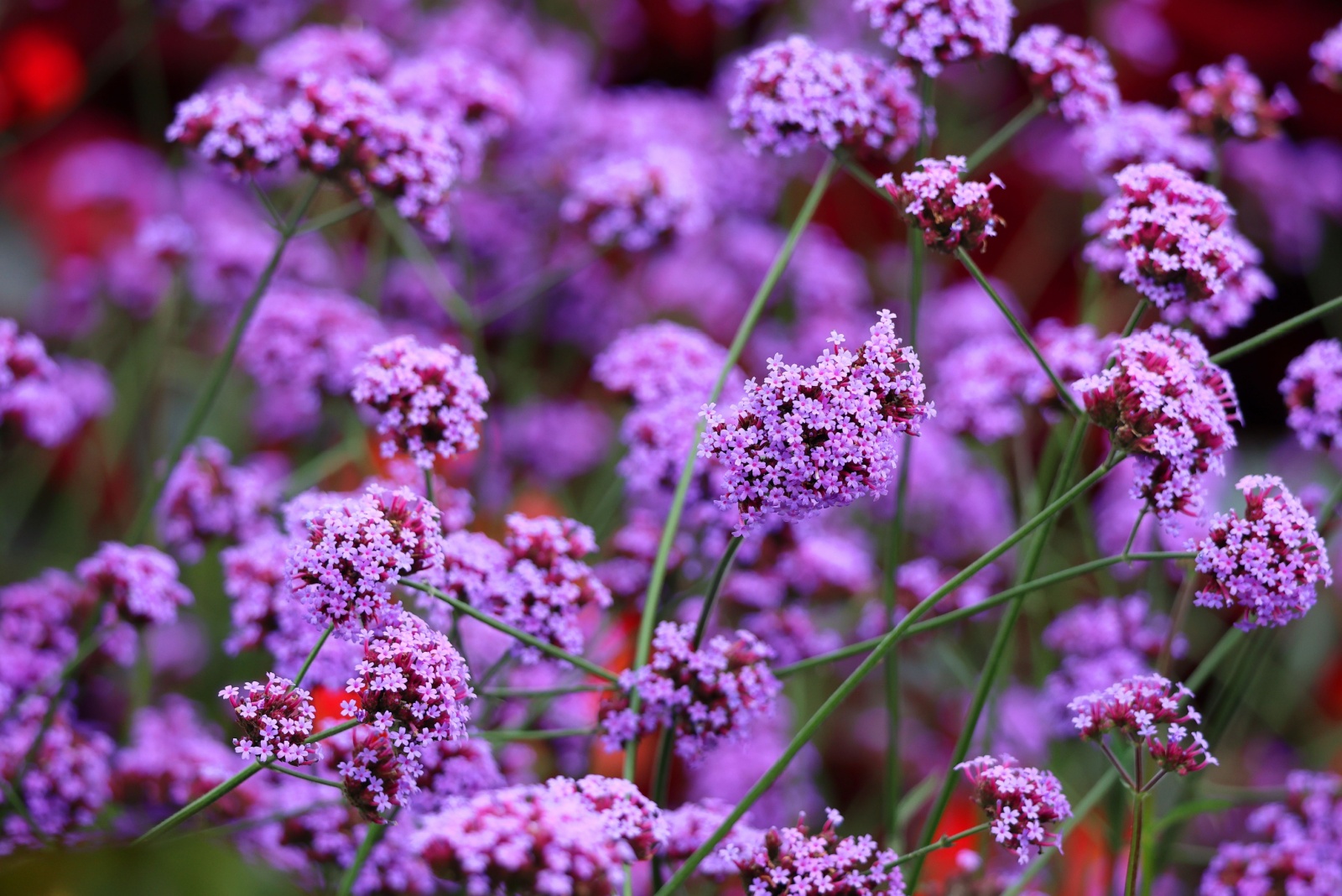 The Right Way To Divide Perennial Verbena This Fall In Michigan