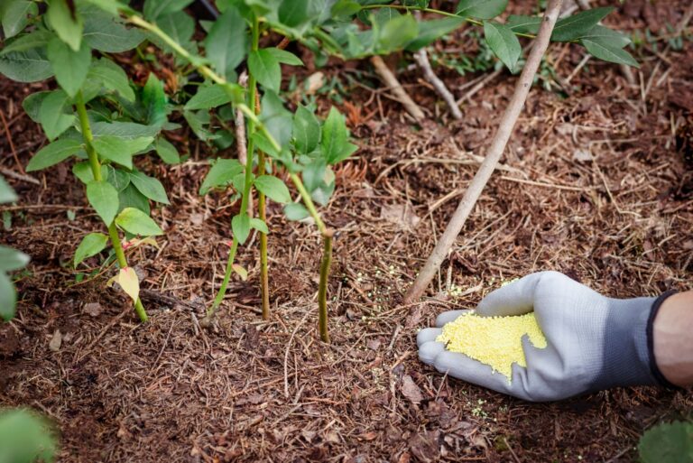 Blueberry Bush Sulfur Granular Fertilizer