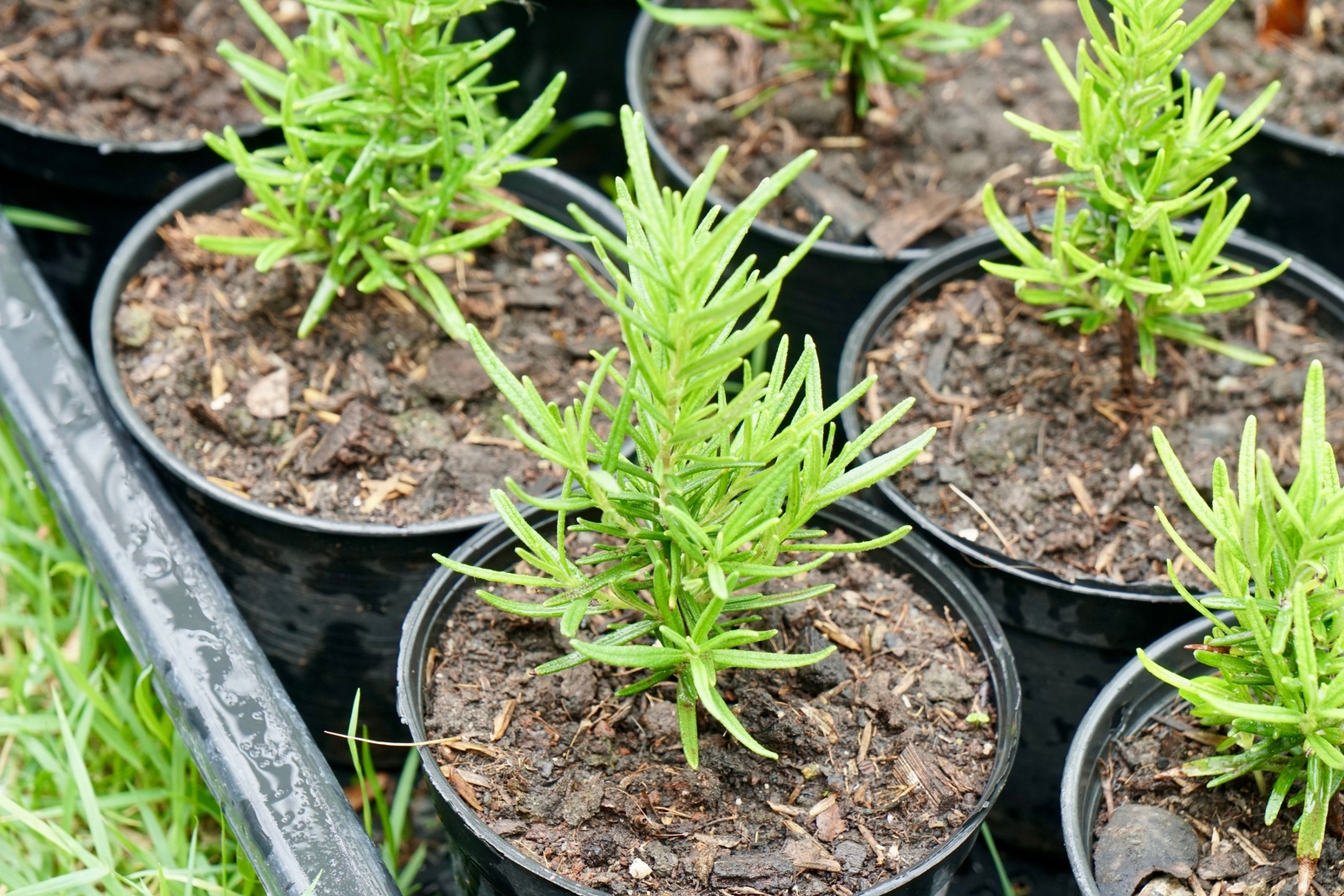The Simple Soil Trick For Thriving Rosemary In Florida
