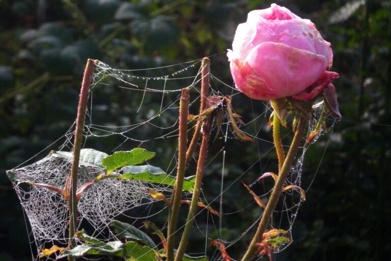 spider mite infestation on a fall rose