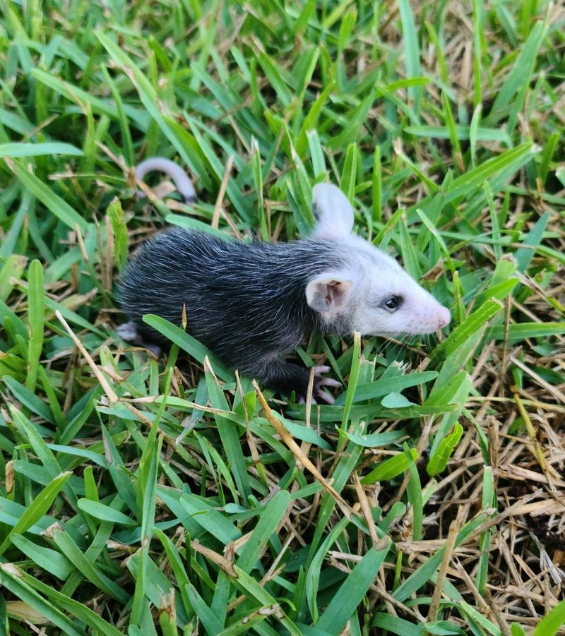 A Natural Pest Patrol You Didn't Know You Had