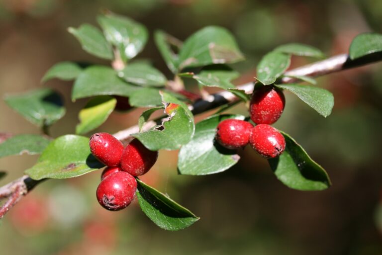japanese barberry